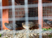 Button Quail