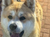 Male Akita