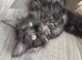 Half Maine coon half ragdoll