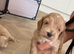 Champagne Cockapoo