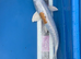Koi carp 47cm Doitsu hariwake