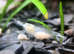 Neo-caridina shrimps pure bred high grades