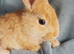 Netherland dwarf cross baby rabbits