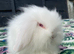 Stunning Mini Lion Lop Boys