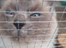 Ragdoll