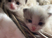 Waiting List NOW OPEN GCCF RAGDOLLS  TESTED