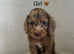 Stunning Cockapoo Puppy’s - Ready Now!