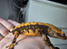 Tangerine cappuccino crested gecko -trades welcomed
