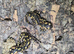 Portuguese Fire Salamanders at Birmingham Reptiles