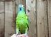 Blue fronted Amazon