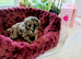 available toy f1 cavapoo girl