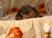Tiny miniature dachshund