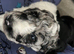 Beautiful Cockapoo Puppies