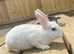 Ready to leave-Pure bred mini Rex