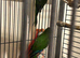 Breeding female male