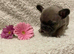 Beutful frenchie puppies