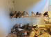 Zebra Finches