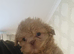8 week old shih tzu boy