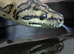 Carpet Python Jungle x Coastal