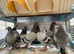 Babies Racing pigeons  2026