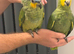 Tame handreard orange -winged Amazon