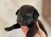 Patterjack girl!!