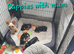 2 little cuddly loving puppies looking for their new loving home