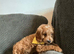 6 FOX RED CAVAPOO BOYS READY NOW