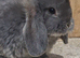 Pure  mini lops ready to leave 6th june