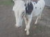 3 beautiful donkeys mum baby and gelding