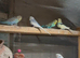 Budgies 6 indoor avairy