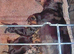 Miniature dachshund ( Last Dapple male)