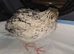 Japanese quail