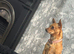 3 dogs for sale