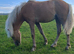 REGISTERED SEC B PALOMINO FILLY