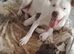 English mastiff cross staff