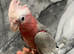 Hand-Rearing Baby Super Tame Cuddly Galah Cockatoo Parrot,15