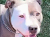 American Bully Classic