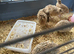 quail