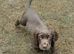 F1B Sprocker Spaniel pups looking for new homes