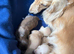 KC reg, English cream Miniature Dachshund puppies