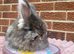 Angora buck available