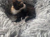 Persian cross kittens ready now