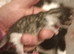 Macoon ragdoll cross short hair tabbys