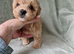 Gorgeous tiny maltipoo puppies