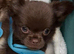 Chocolate chihuahua