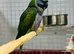Derbyan parrot