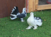 Indian fantail young pair