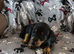 Dachshund pups
