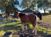 HARRY &mdash; EXCITING 4YO PROSPECT